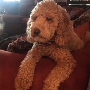 Meet your Posher, Julia